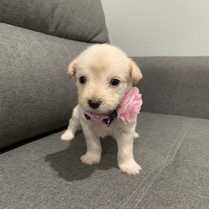 Meet your Posher, Nohemi